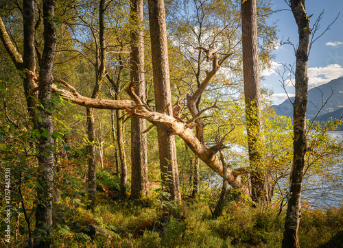 A sunny, autumnal HDR Image of the trees around a picnic site on the shores Loch Eck, Argyll and Bute, Scotland.