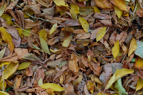 Colorful autumn leaves scattered on the ground