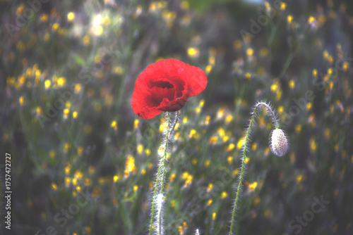 Blüten