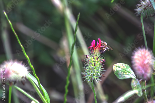 Blüten