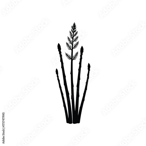 Tall grass and seed head silhouette