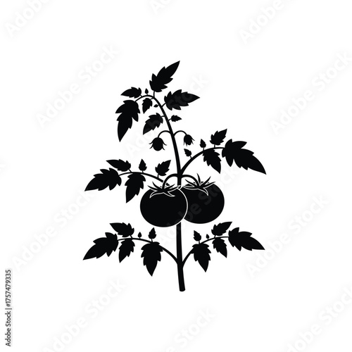 Tomato plant with ripe fruit silhouette