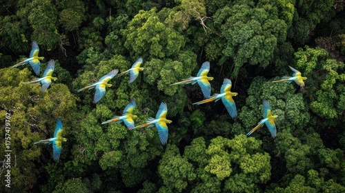 Vivid Blue-and-Yellow Macaws in Dynamic Flight Above Pristine Green Rainforest Canopy, Aerial View