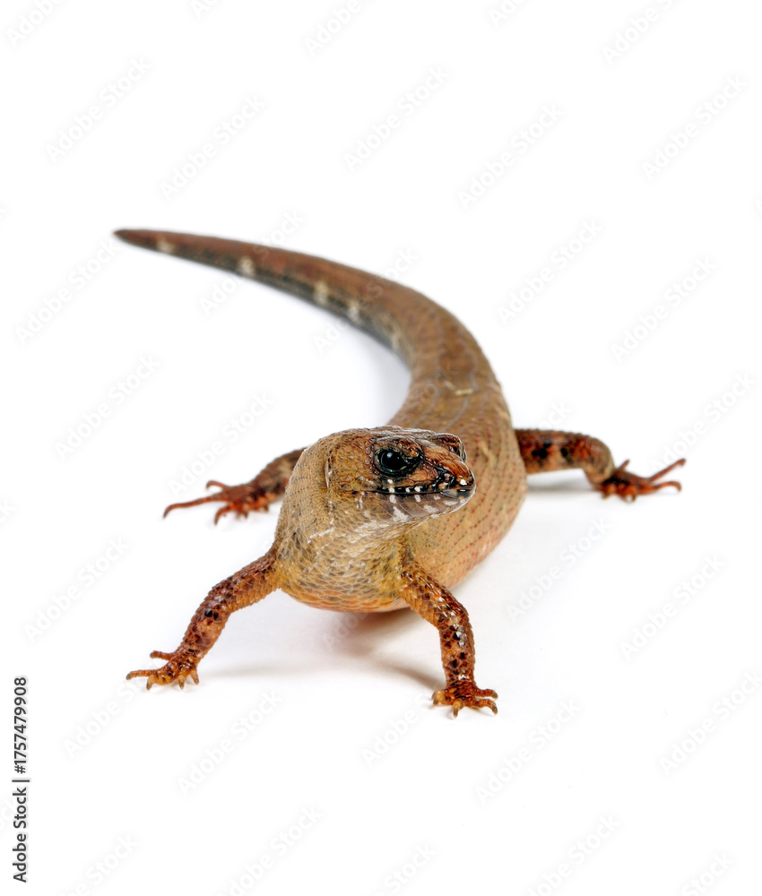 Naklejka premium Chinesischer Wasserskink // Chinese water skink (Tropidophorus sinicus)