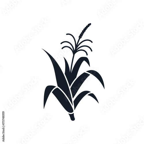 Black silhouette of a corn stalk with leaves and tassel silhouette