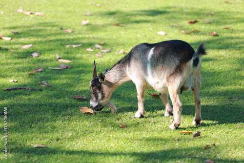 Close up the brown Sheep is rest in garden