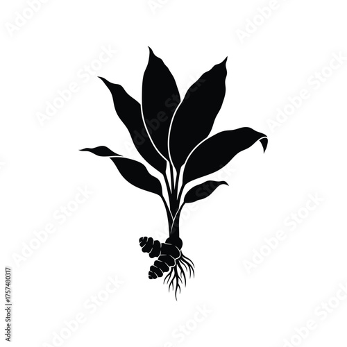 Black silhouette of a tropical plant with roots