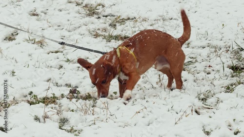 Cheerful brown dog standing in snow near park path wearing yellow harness capturing candid moment energy trust perfect for pet care product promotional