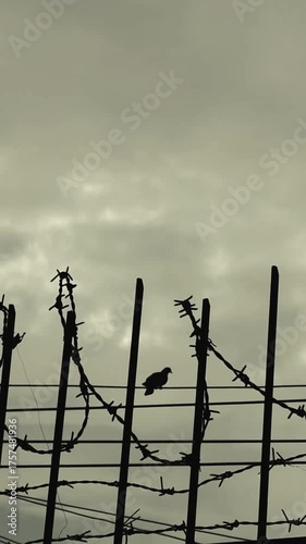 Vertical video of bird silhouette and barbed wire against sunset sky, symbolic concept of freedom, loneliness, and contrast in nature.
