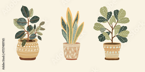 Botanical illustration of three houseplants