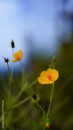 Closeup, Two yellow mexican aster flower ( cosmos.) blooming isolated on green background for stock photo. houseplant, spring floral