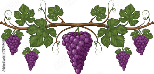 Grapevine illustration with leaves and grape clusters, vineyard plant vector, agriculture design, botanical artwork, wine production symbol, natural food graphic