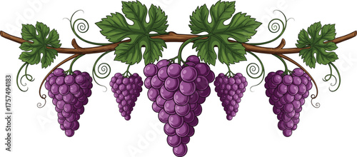 Grapevine illustration with purple grape clusters, vineyard plant artwork, green leaves vector, agriculture design, botanical food symbol, wine production decorative graphic