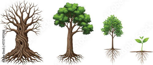 Tree growth stages illustration, seedling to mature tree, plant life cycle artwork, botanical biology design, educational nature concept, environmental science vector