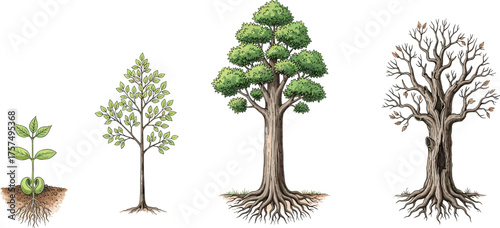 Tree life cycle illustration, seedling to mature tree, plant growth stages artwork, botanical biology design, educational nature concept, environmental science vector graphic