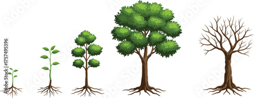 Tree life cycle illustration, seedling to mature tree, plant growth stages artwork, botanical biology design, educational nature concept, environmental science vector