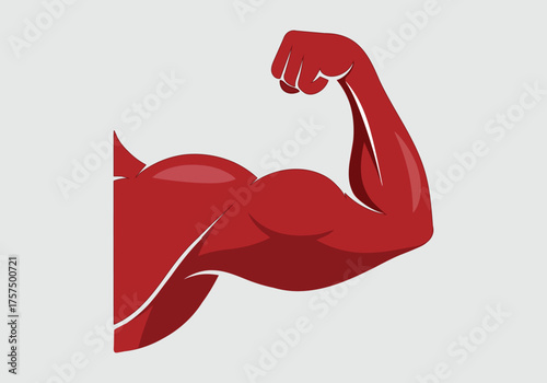 Human Body Muscle Anatomy Diagram - Red Muscle Illustration on White Background