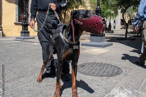 Guard dog doberman with muzzle and handler on leash in central Guadalajara during sunny day