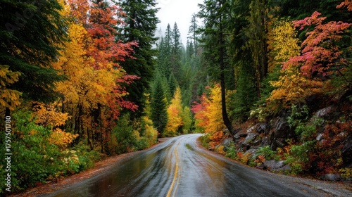 Winding Road Through Autumn Forest: Vibrant Colors, Wet Pavement, Serene Landscape