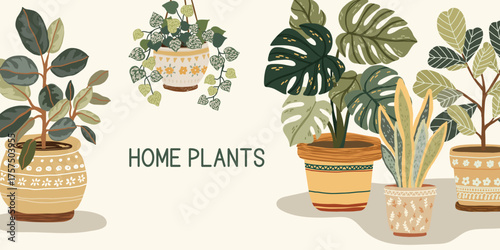 Horizontal botanical banner with home plants