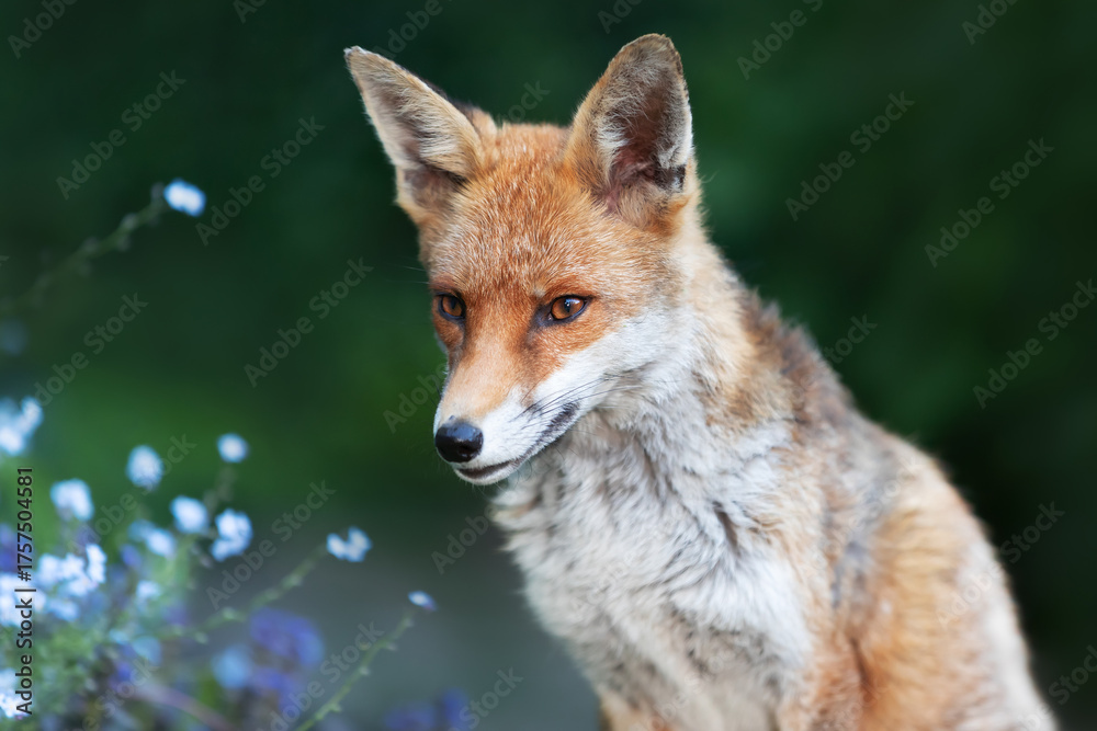 Fototapeta premium Portrait of a cute red fox with blue flowers in the background