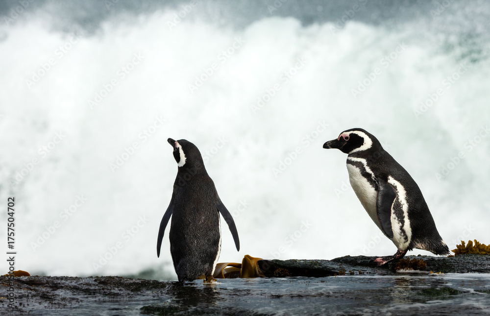 Fototapeta premium Two Magellanic penguins on a rocky shore watching crashing waves, Falkland Islands