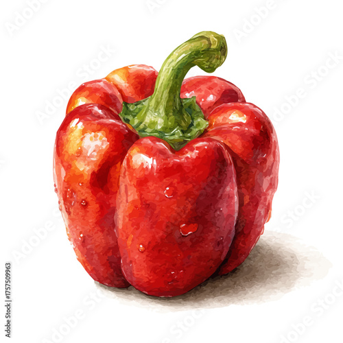 watercolor of Bell Pepper, vector, isolated on a white background.