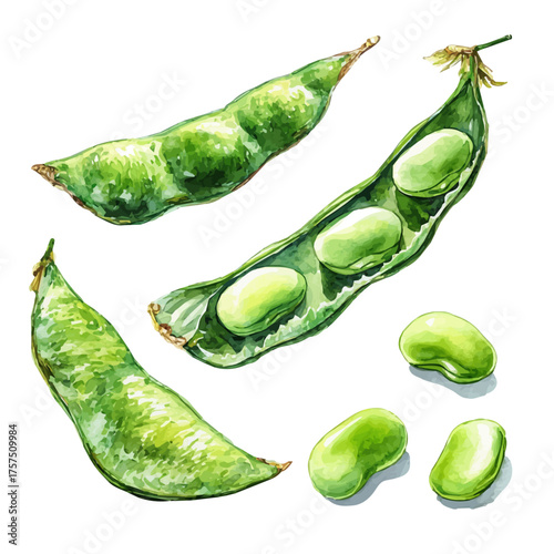 Lima Bean Pod Set, watercolor clipart vector, isolated on a white background.