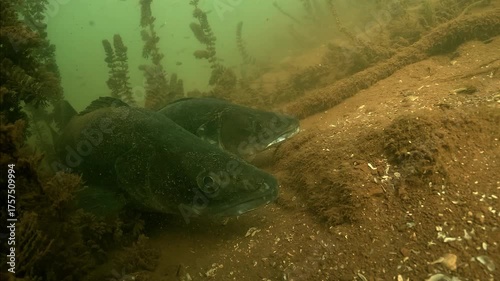 Close-up on two zanders – Sander lucioperca – resting motionless on lake bottom, showing calm posture during daytime inactivity in freshwater habitat.