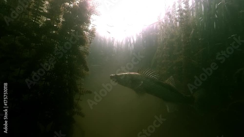 Medium shot of a zander – Sander lucioperca – slowly swimming upward into aquatic plants, showing its natural camouflage and fluid movement.
