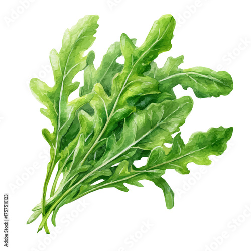 watercolor vector of Arugula, isolated on a white background.