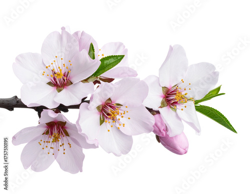 rama de almendro florecida