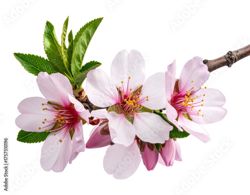 rama de almendro florecida