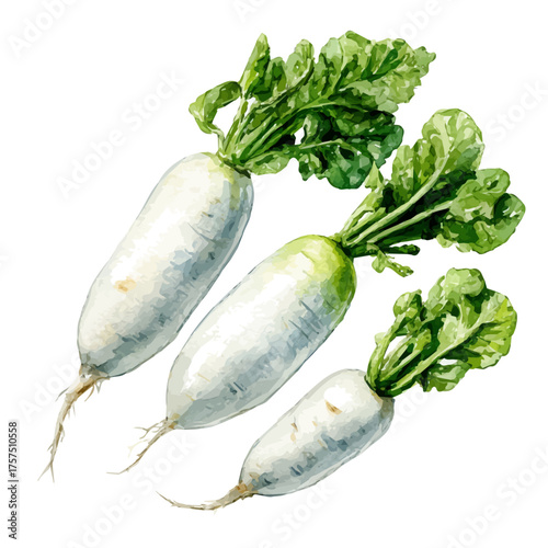 watercolor of Daikon Radish Set, vector, isolated on a white background.