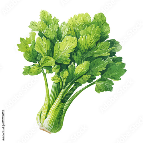 Celery, watercolor drawing vector, isolated on a white background.