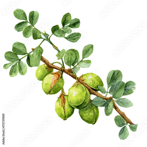 watercolor vector of Chickpea Pod Set On Branch, isolated on a white background.