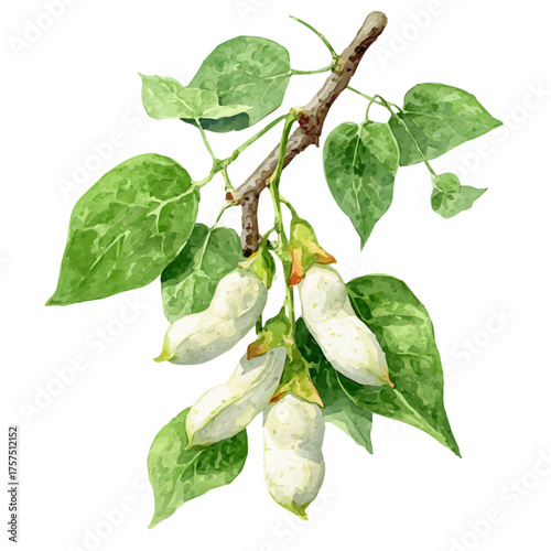watercolor vector of White Bean Pod Set On Branch, isolated on a white background.