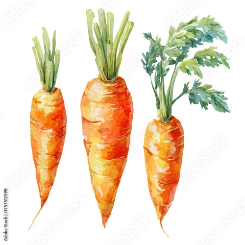 watercolor vector of Carrot Set, isolated on a white background.