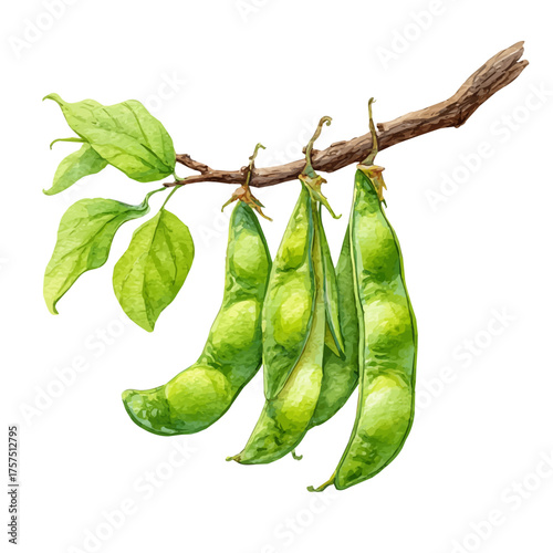 watercolor of Lima Bean Pod Set On Branch, vector, isolated on a white background.