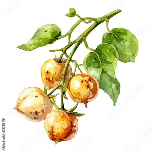 Set Of Chickpeas On Stem Very Natural, watercolor drawing vector, isolated on a white background.