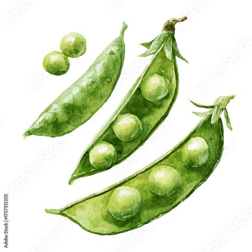 watercolor vector of Set Of Green Peas On Stem Very Natural, isolated on a white background.