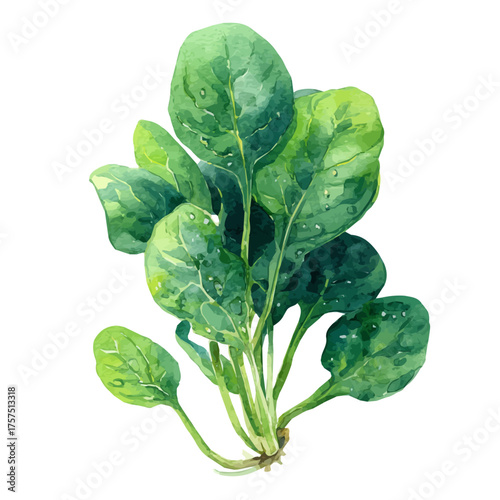Spinach, watercolor illustration vector, isolated on a white background.