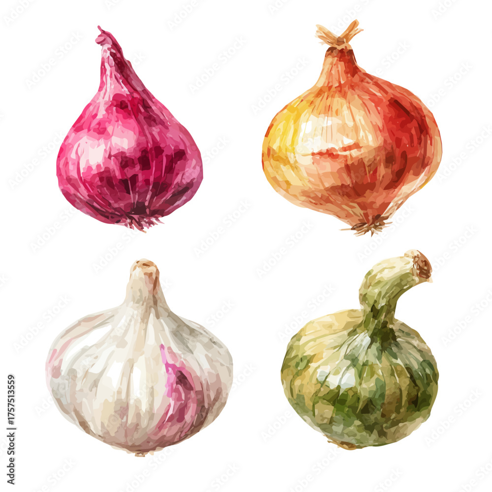Obraz premium Onion Set, watercolor painting vector, isolated on a white background.
