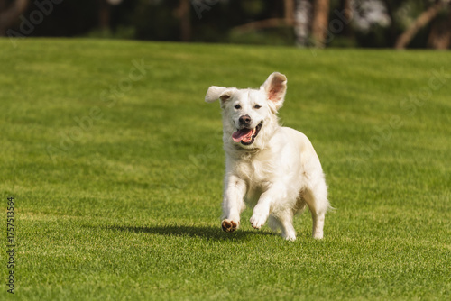 Joyful Golden Retriever puppy with floppy ears and tongue out runs towards the camera in a park