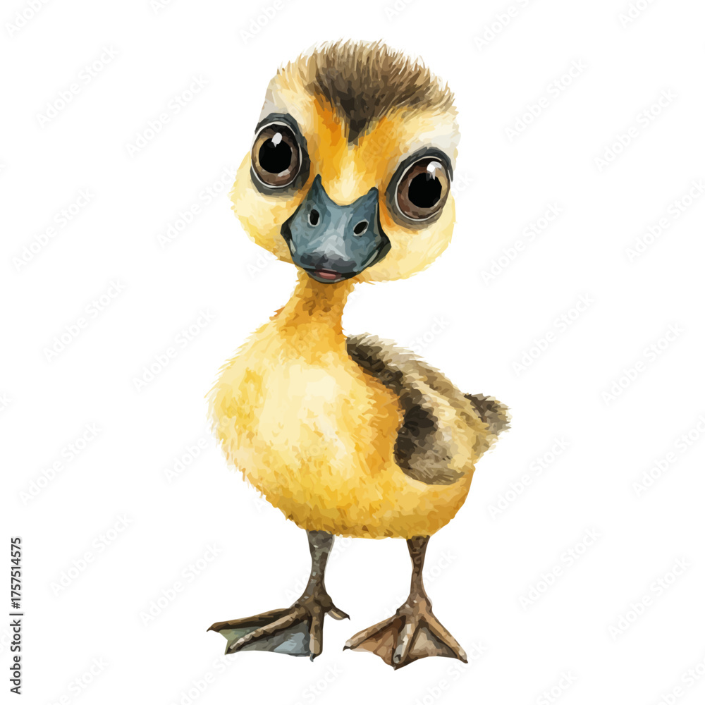 Fototapeta premium Gosling, watercolor drawing vector, isolated on a white background.
