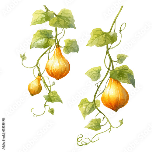 watercolor vector of Gourd On Vine Set, isolated on a white background.