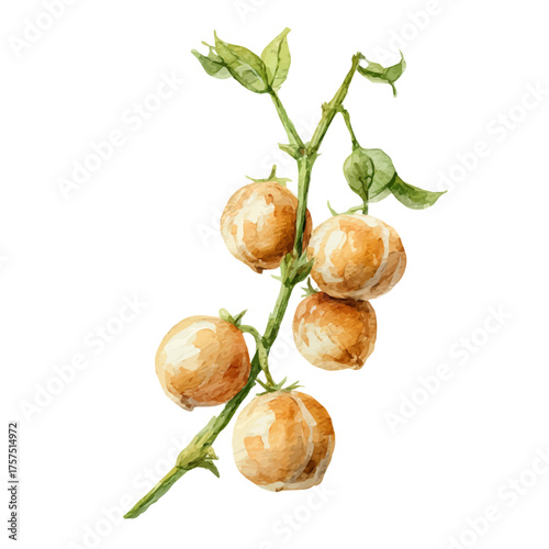 watercolor vector of Set Of Chickpeas On Stem Very Natural, isolated on a white background.