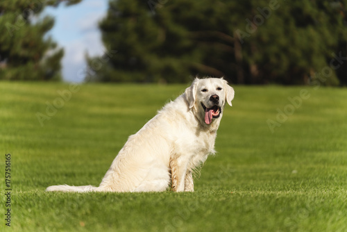 White Golden Retriever dog standing on a green lawn holding a yellow tennis ball in its mouth, ready to play