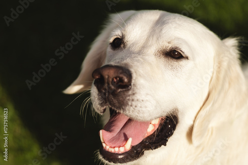 Close-up portrait of a friendly white Golden Retriever dog smiling happily outdoors