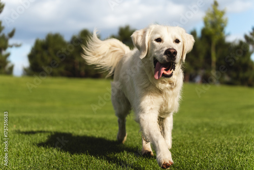 Excited white Golden Retriever dog running happily across a green field towards the camera on a sunny day
